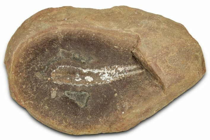 Pennsylvanian Worm (Didontogaster) Fossil - Mazon Creek #325918